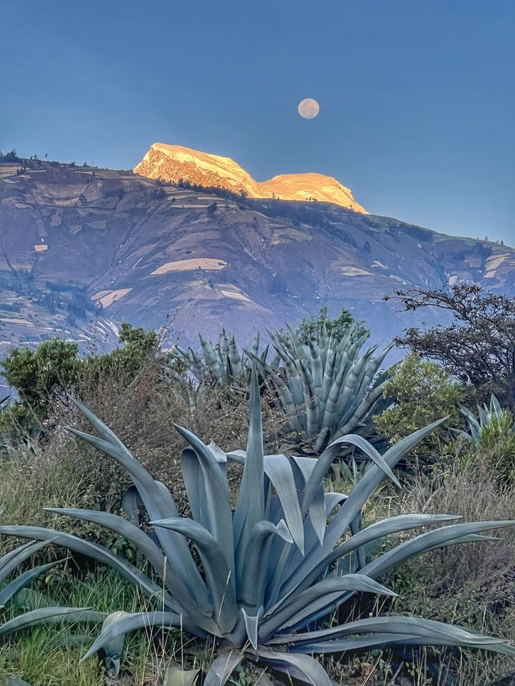 Agaves y nevado con luna llena Agaves frente a un nevado con luna llena, Cordillera Negra