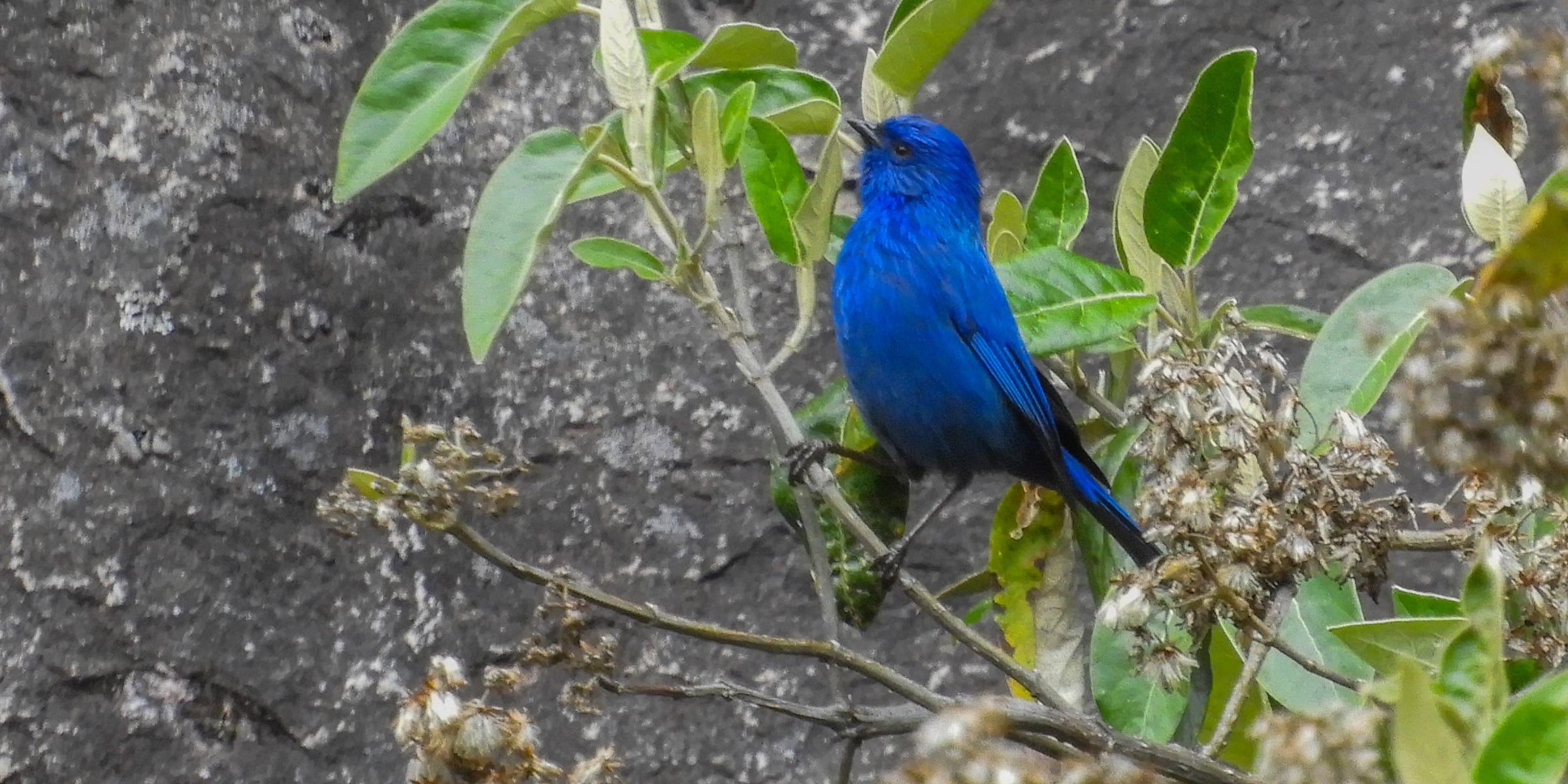 Aves andinas sobre el Callejón de Huaylas, birdwatching y fotografía de naturaleza