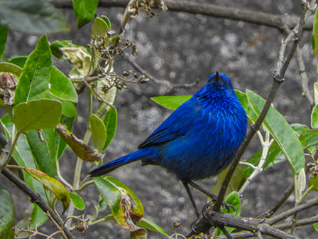 Aves volando sobre el valle del Callejón de Huaylas, birdwatching